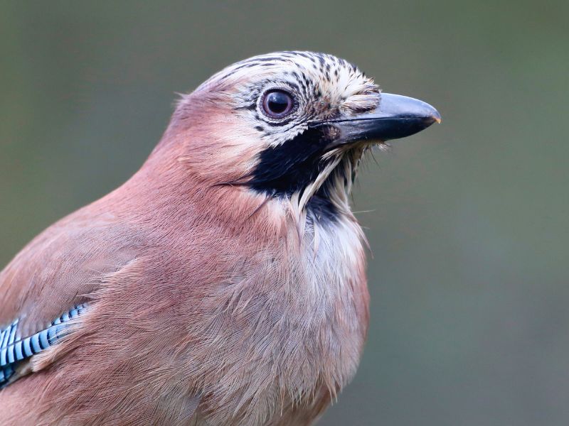 Gaig - educando.zoodelpirineu.com