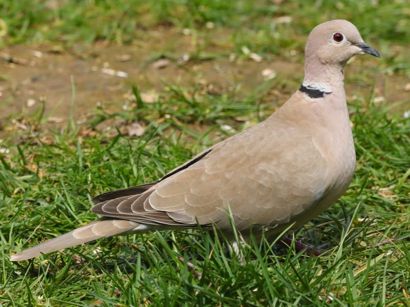 Tòrtora turca - educando.zoodelpirineu.com