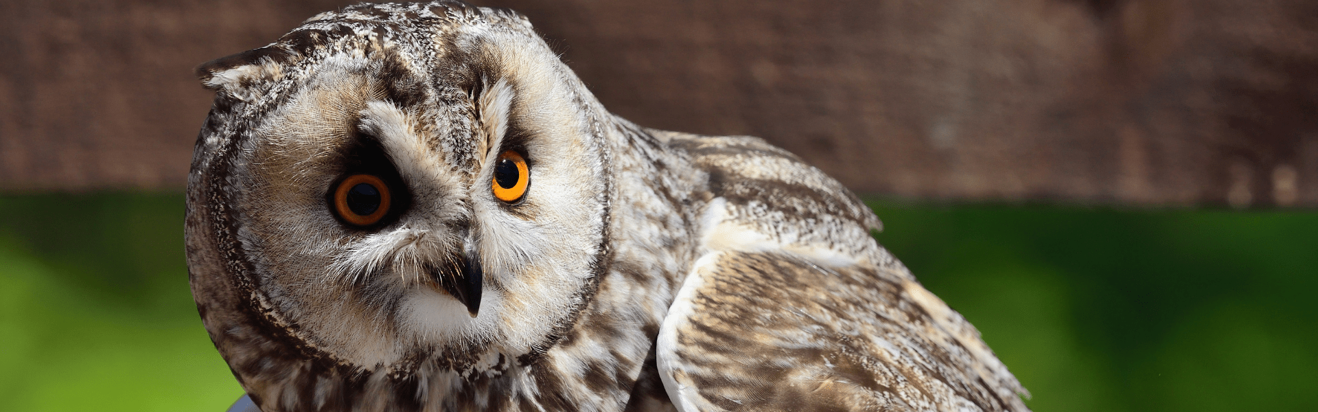 Consulta el número d'alumnes recomanat per tallers amb animals salvatges de Catalunya.