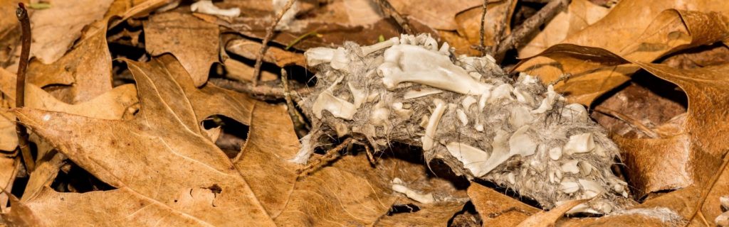 Egagròpiles utilitzades com a recurs didàctic per estudiar rastres d'animals