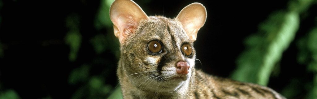 Genetta-genetta - educando.zoodelpirineu.com Taller de la Geneta: experiència educativa amb fauna nocturna dels boscos catalans, amb una geneta observant en silenci a la nit.