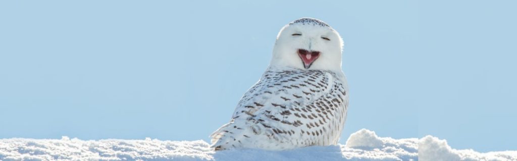 Lechuza-de-Harry-Potter - educando.zoodelpirineu.com Canvi de dia per neu