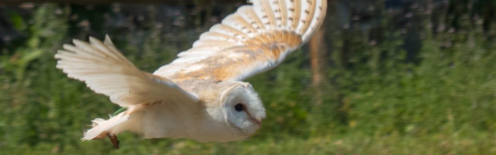 Taller-amb-mussols - educando.zoodelpirineu.com