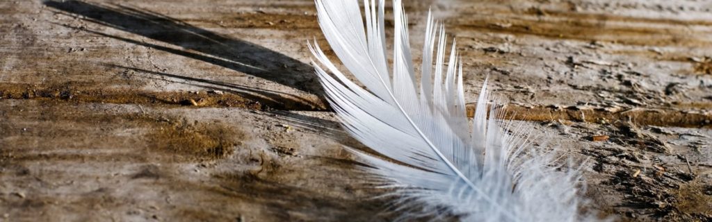 Recursos didàctics complementaris  sobre fauna amb plomes i egagròpiles