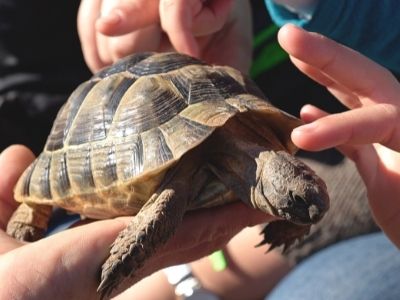 Arribada de'una tortuga es un pels punts mes esperats pels infants durant l'activitat amb animals.