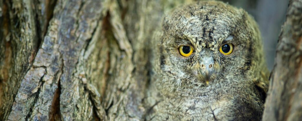 Xot mussol - educando.zoodelpirineu.com