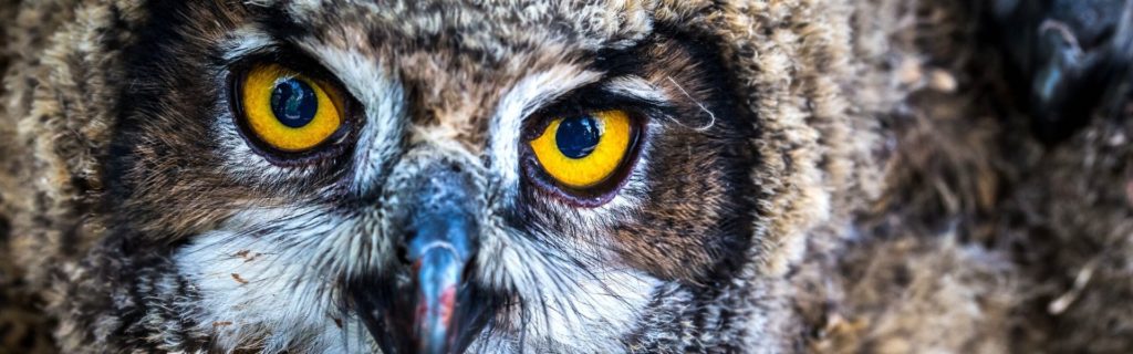 tallers-escolar-amb-animals - educando.zoodelpirineu.com Duc, espècie autòctona catalana, símbol d'observació al taller de fauna autòctona