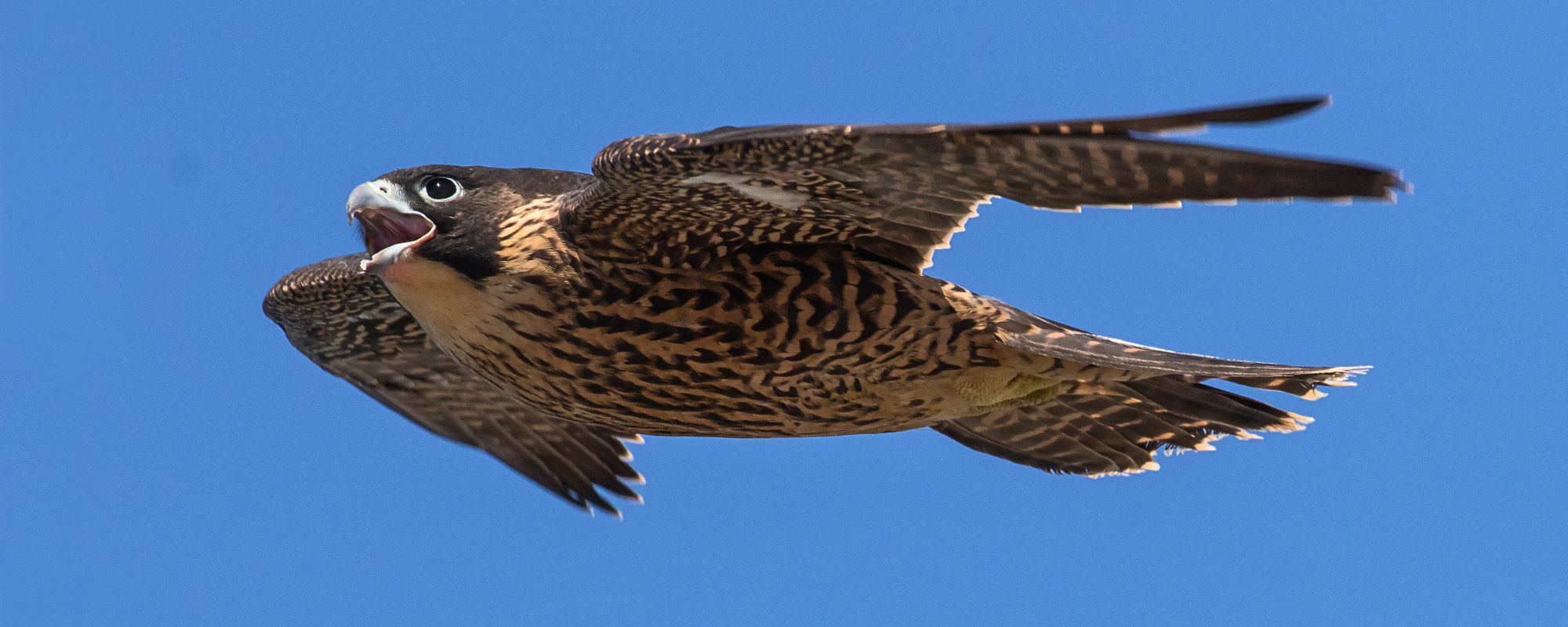 Taller Els Falcons del Zoo del Pirineu: falcó en vol durant una activitat educativa sobre aus rapinyaires i xarxa tròfica per a primària i secundària.