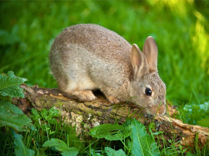 Conill de bosc - educando.zoodelpirineu.com