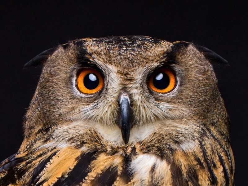 Duc mussol - educando.zoodelpirineu.com