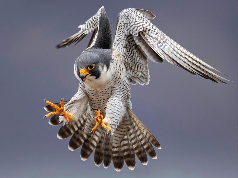 Falcó pelegrí caçant - educando.zoodelpirineu.com