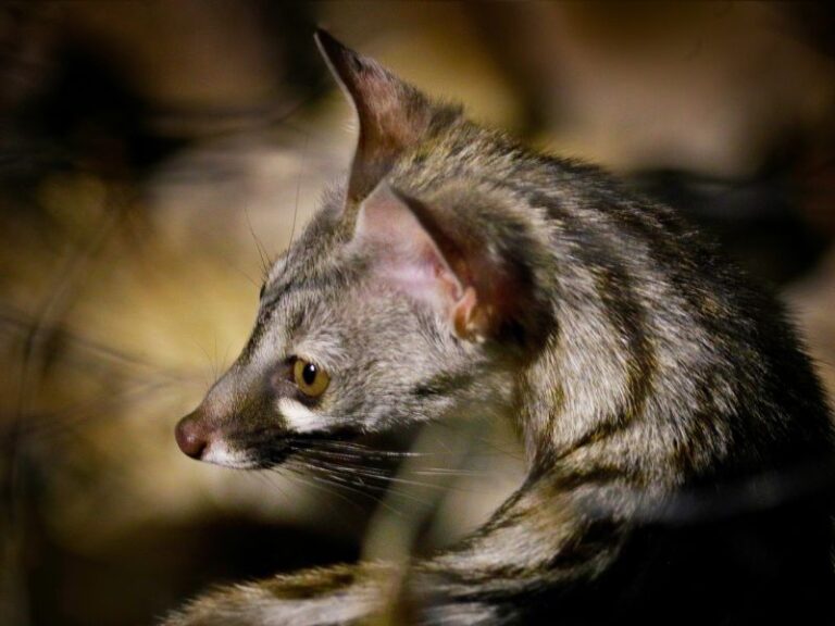 Taller de la Geneta per les escoles